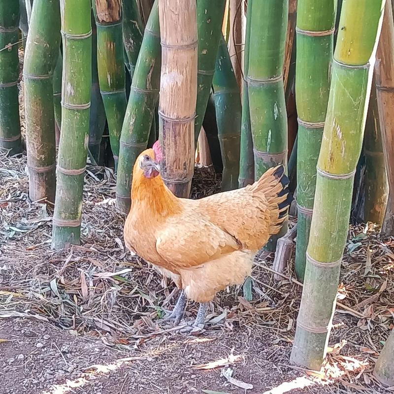 �����ڶ�����_�����ڶ��������