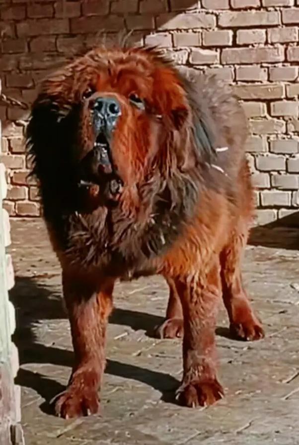 ��΢������Ů�����һ