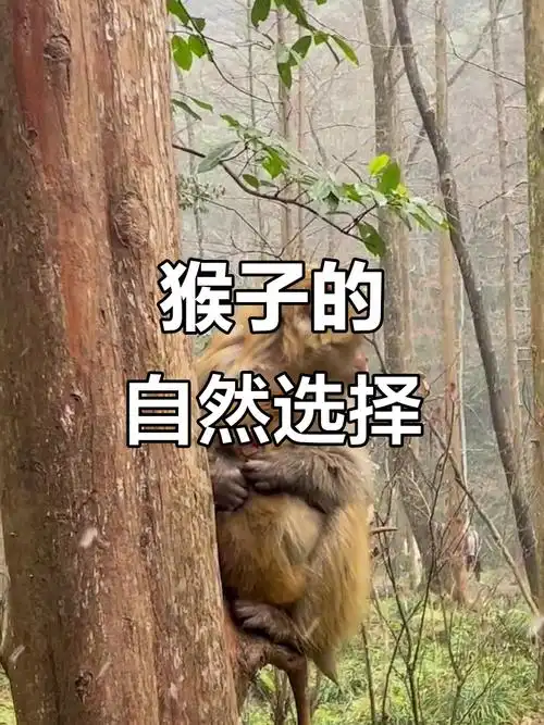 属鼠开运方法 属鼠开运方法