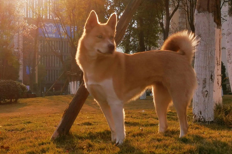 佛祖灵签六十甲子配偶年龄差会否影响婚姻和谐(佛祖灵签六十甲子配偶年龄差会有多大影响吗) 佛祖灵签六十甲子配偶年龄差会否影响婚姻和谐(佛祖灵签六十甲子配偶年龄差会有多大影响吗)