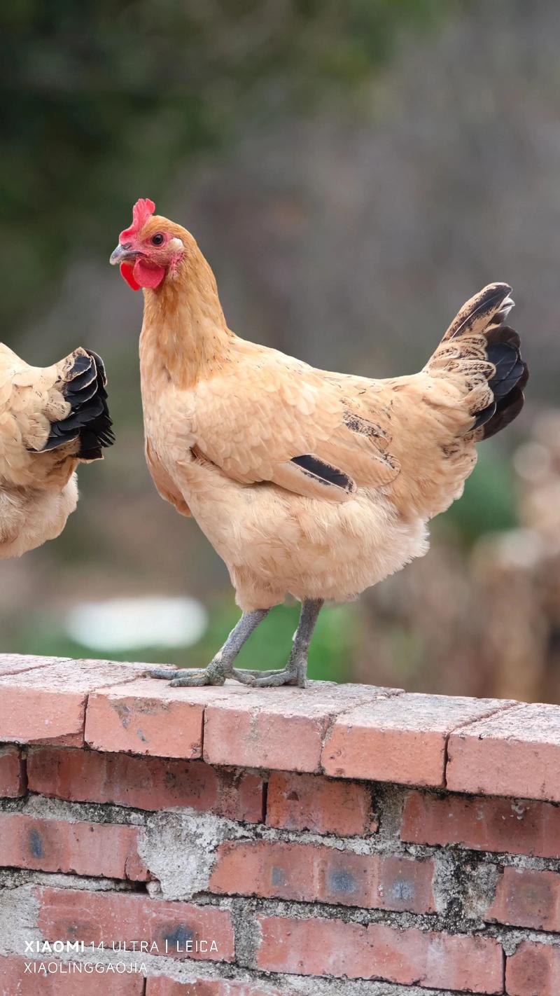 张子健老婆是金玉婷吗 张子健老婆是金玉婷吗