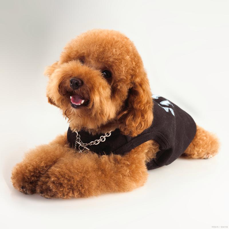 在老人的墓地摆放石狮子有什么讲究吗 (风水石狮子摆放禁忌图片) 在老人的墓地摆放石狮子有什么讲究吗 (风水石狮子摆放禁忌图片)