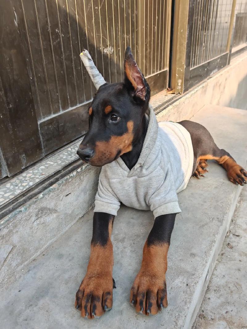 四柱八字算命软件下载(专业四柱八字排盘软件,最精准的三款软件 ) 四柱八字算命软件下载(专业四柱八字排盘软件,最精准的三款软件 )