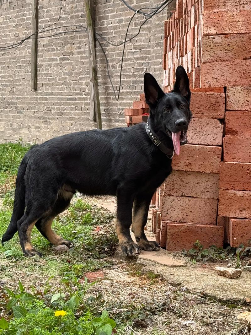 刘恺威一天搞杨幂5次 刘恺威一天搞杨幂5次