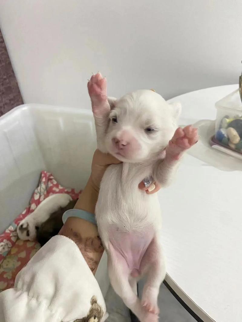 黄大仙灵签第二版本成家签夫妻何以相互欣赏(黄大仙灵签第二版本中的夫妻是否能长久相互欣赏) 黄大仙灵签第二版本成家签夫妻何以相互欣赏(黄大仙灵签第二版本中的夫妻是否能长久相互欣赏)