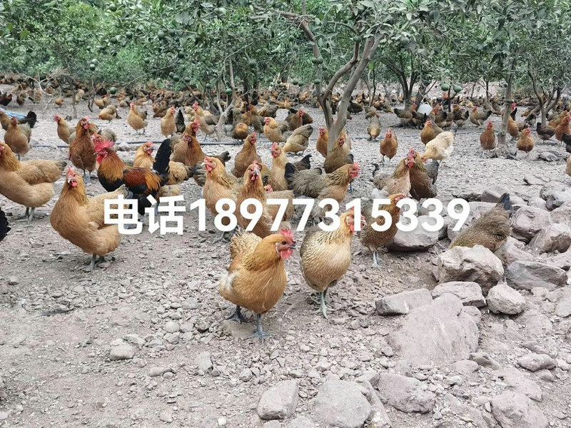 阴宅因下雨塌陷怎么办 阴宅因下雨塌陷怎么办