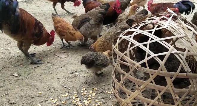 张兰俏江南创始人的微博俏江南创始人张兰: 张兰俏江南创始人的微博俏江南创始人张兰: