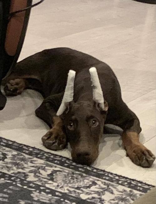 Ů��ţ��Ϊ�ʵ���ż