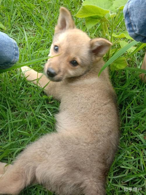 巫成撮要 巫成撮要