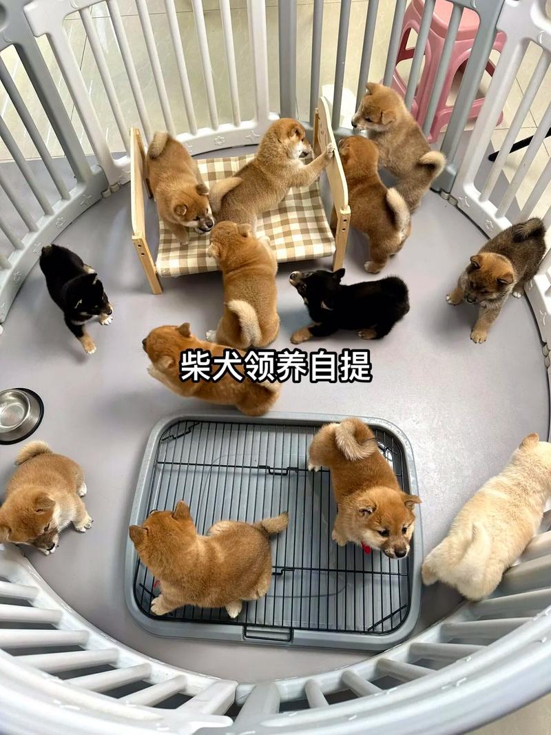 奇门测病断生死 奇门预测生死的特殊判断方法 奇门测病断生死 奇门预测生死的特殊判断方法