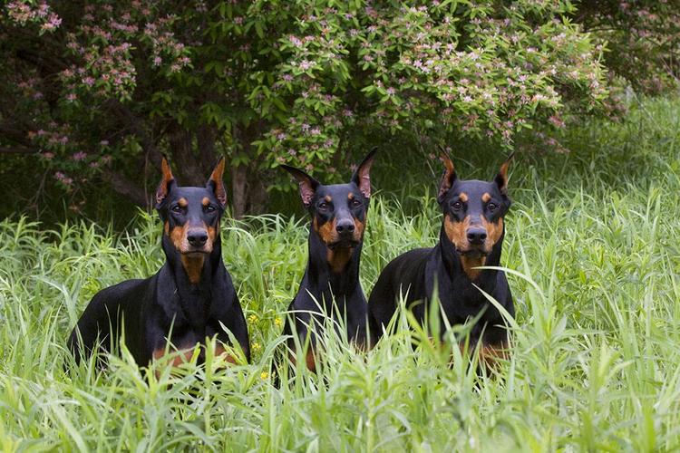 印度富豪之子失踪刷盘子 印度富豪之子失踪刷盘子