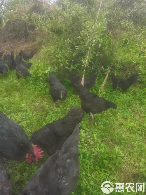 ��Ʒ���ж��_��Ʒ���ж�˧