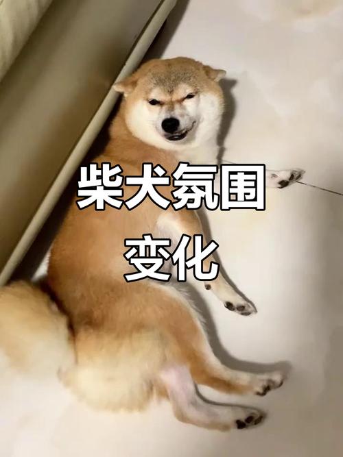 塔罗牌十二主牌,塔罗牌占卜中的12号吊人牌有什 塔罗牌十二主牌,塔罗牌占卜中的12号吊人牌有什