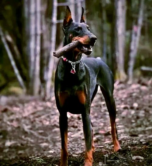 С�ȴ�Ů������(��Ů������ͼƬ�� ����)