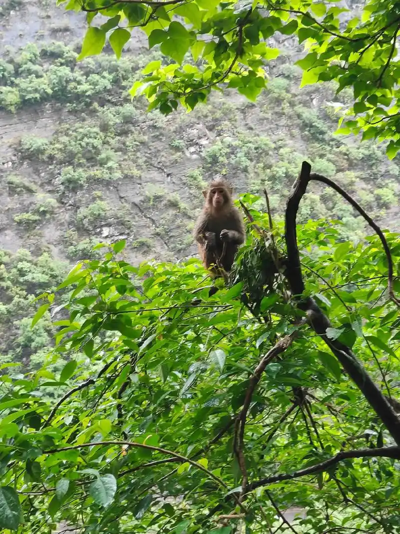 ��鼪�������� ��ţ��2026���鼪��