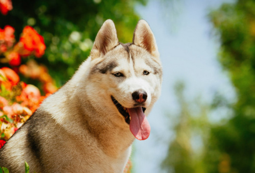 属马的今年几岁对照表 属马的出生年份对照表 属马的今年几岁对照表 属马的出生年份对照表