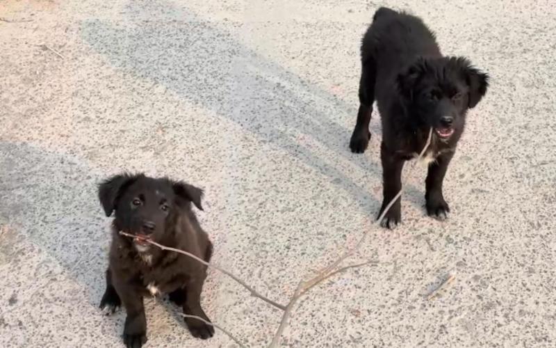 һ�������������� ˮī�������־���