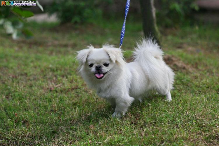 �����ھ�����ھ����η��� 2