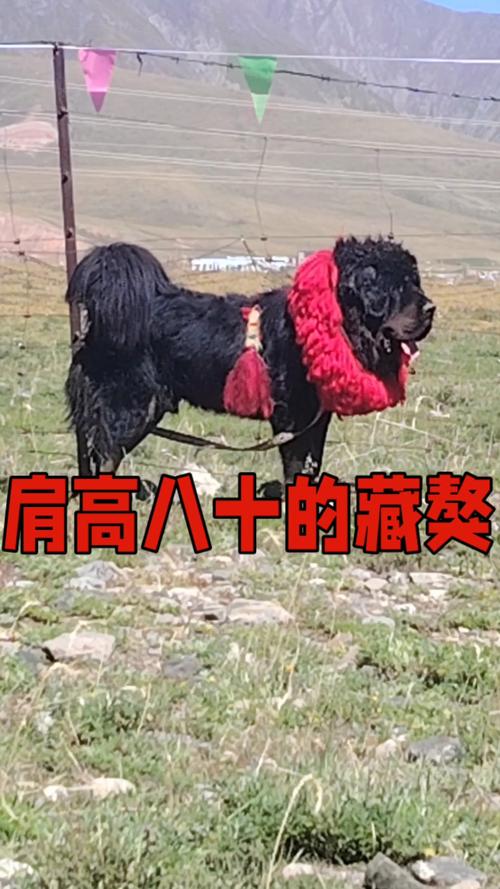 属鸡双子座男生性格 属鸡双子座男生性格