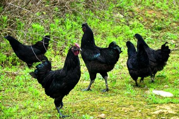 朱丹和周晓鸥什么关系 朱丹和周晓鸥什么关系