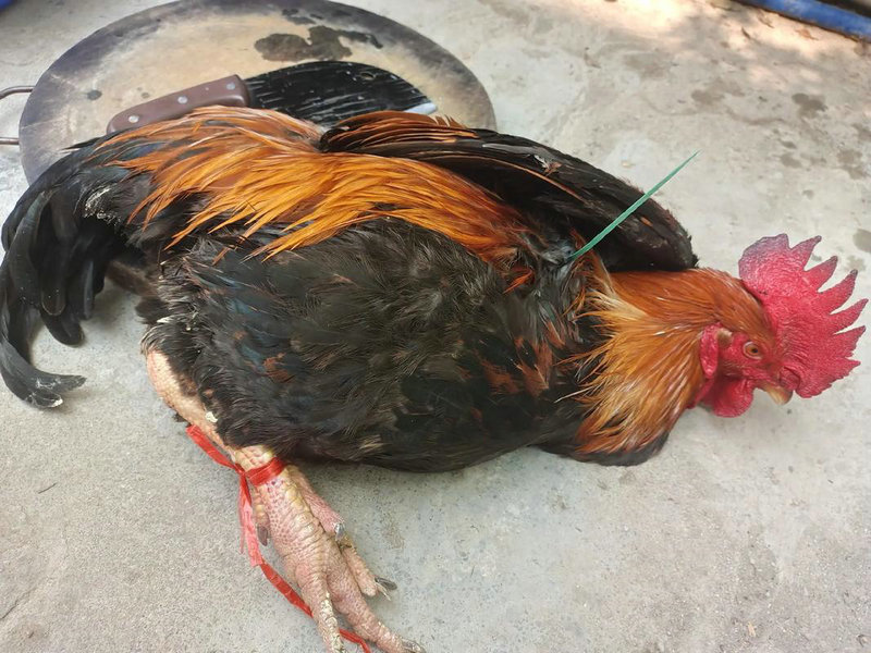 Ӣ���ҵ��Ӿ�ȫ������