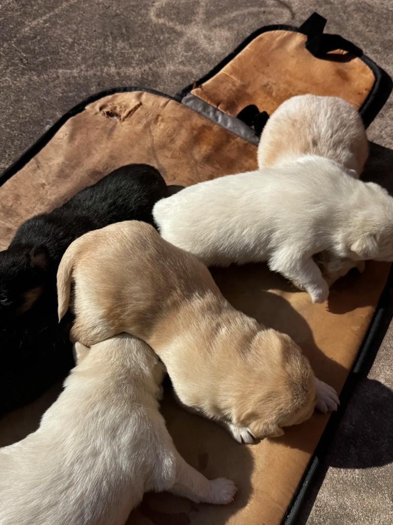 个性办公楼装饰公司起名为何与家庭结构有关联(个性办公楼装饰公司起名是否与家庭结构命理息息相关) 个性办公楼装饰公司起名为何与家庭结构有关联(个性办公楼装饰公司起名是否与家庭结构命理息息相关)