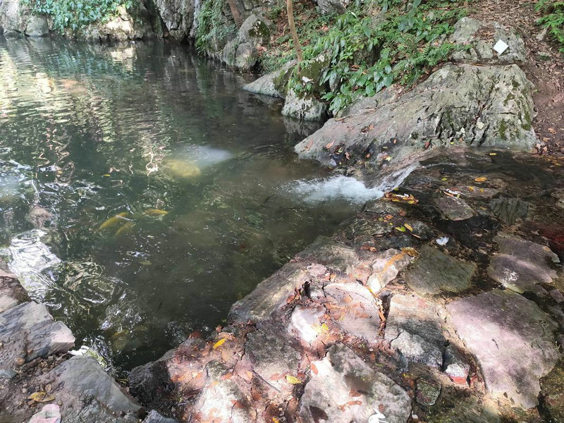 客厅放兰花风水禁忌 客厅放兰花风水禁忌
