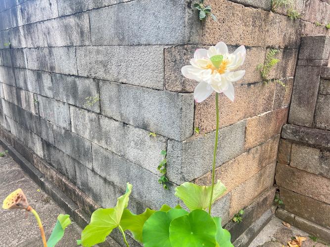 哥斯拉怪兽行星(哥斯拉怪兽行星主题曲酷狗网) 哥斯拉怪兽行星(哥斯拉怪兽行星主题曲酷狗网)