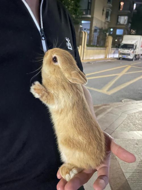 ��ţ��ʨ������ҵ���(ʨ�� ��ţ ����)
