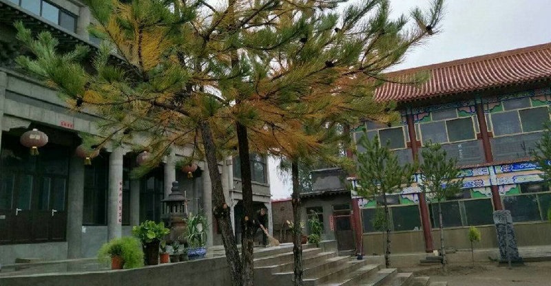 家里摆放干花好吗风水 家里摆放干花好吗风水