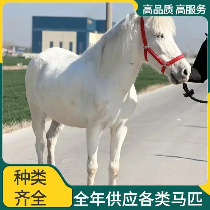 梅花钱,刘大均 梅花钱,刘大均