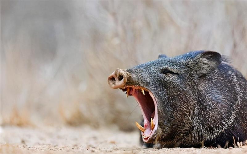 属兔的幸运楼层 属兔的住几楼优秀 属兔的幸运楼层 属兔的住几楼优秀