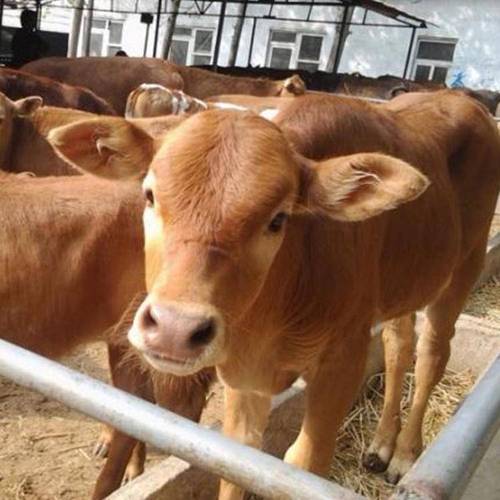 十二星座变心有什么表现 十二星座变心有什么表现