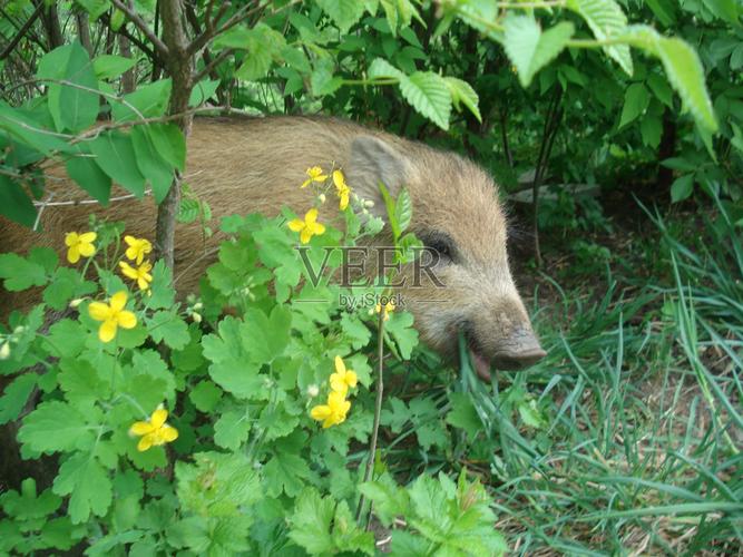 十二生肖2025年9月事业运势 十二生肖2025年9月事业运势