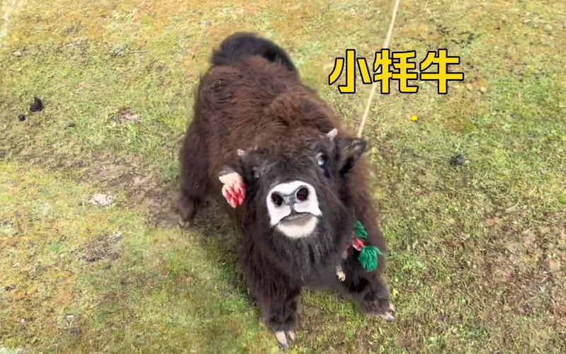 ʮ��������ϲ����˯��