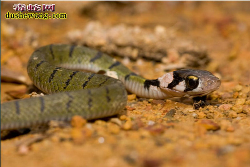 属鼠的人水瓶座 1948年属鼠能活多少岁 属鼠的人水瓶座 1948年属鼠能活多少岁