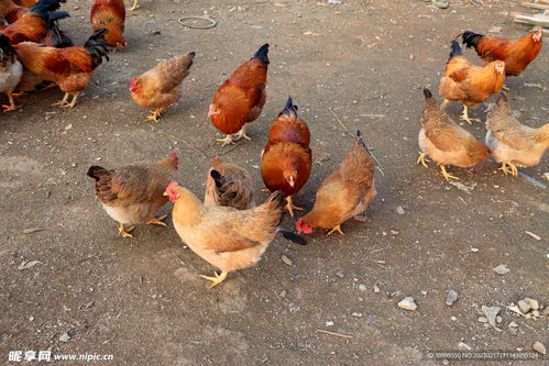 ���Ӹ��������ճ������