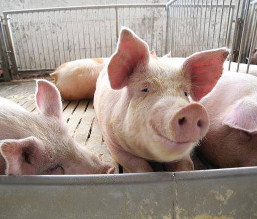 ����Ħ����2025������