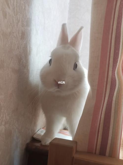 81年鸡戴什么增加财运 81年属鸡带什么旺财运 81年鸡戴什么增加财运 81年属鸡带什么旺财运