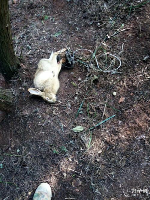 属兔的人五行年份与财运 属兔的人五行年份与财运