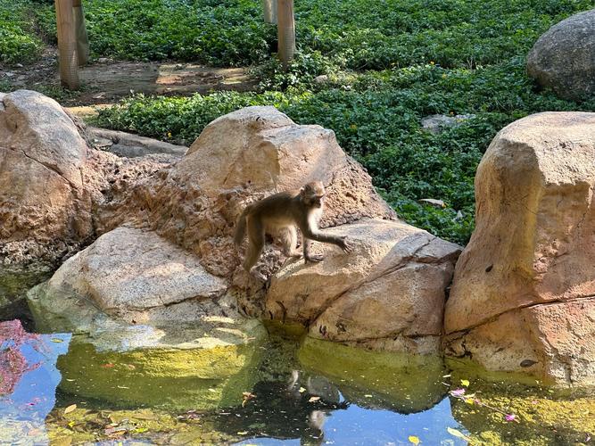 ��ţ��Ů6�¸�������2023,��ţ�İ�����