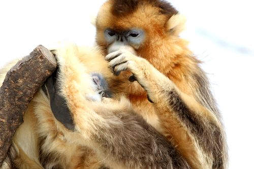 91��Ļ������ 91�������Ҷ���