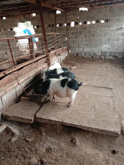 �ձ�������Ա�ձ�������Ա���罻��������Щ