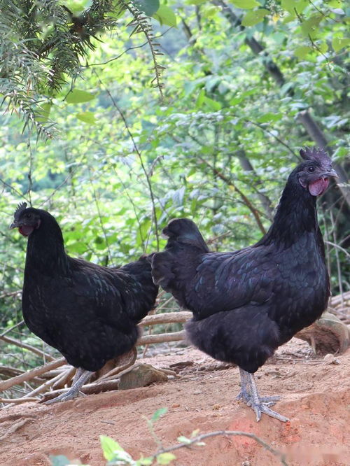 2025年9月黄道吉日查询 中华农历黄道吉日2025年农历九月 2025年9月黄道吉日查询 中华农历黄道吉日2025年农历九月