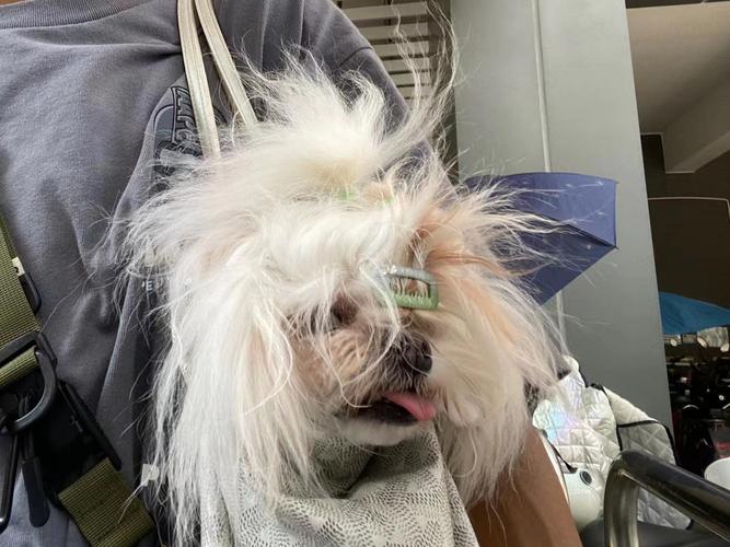 紫微斗数贪狼星介绍 紫微斗数贪狼星介绍