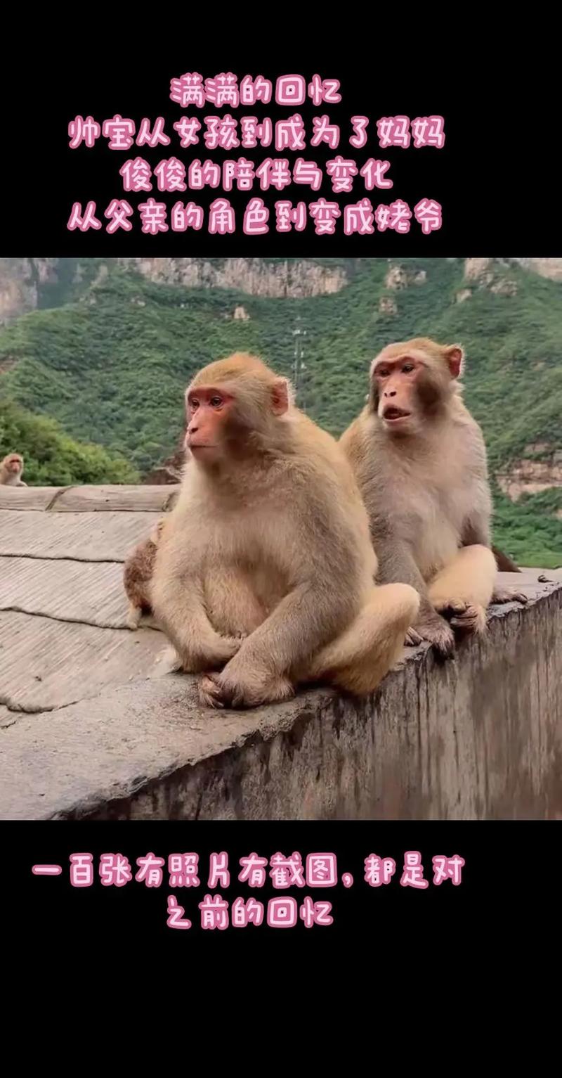 张碧晨的导师中国好声音2021导师阵容是什么 张碧晨的导师中国好声音2021导师阵容是什么