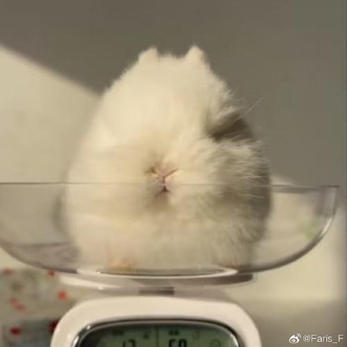 吴佩慈面相分析(麦玲玲说吴佩慈面相) 吴佩慈面相分析(麦玲玲说吴佩慈面相)
