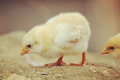 ��Ы��Ů��һ���µ����� ����Ы����������