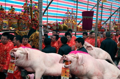 95年属猪桃花方位 属猪2018年运势及运程 95年属猪桃花方位 属猪2018年运势及运程