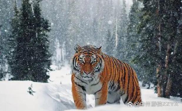 殷桃大满贯都是什么奖 殷桃大满贯都是什么奖